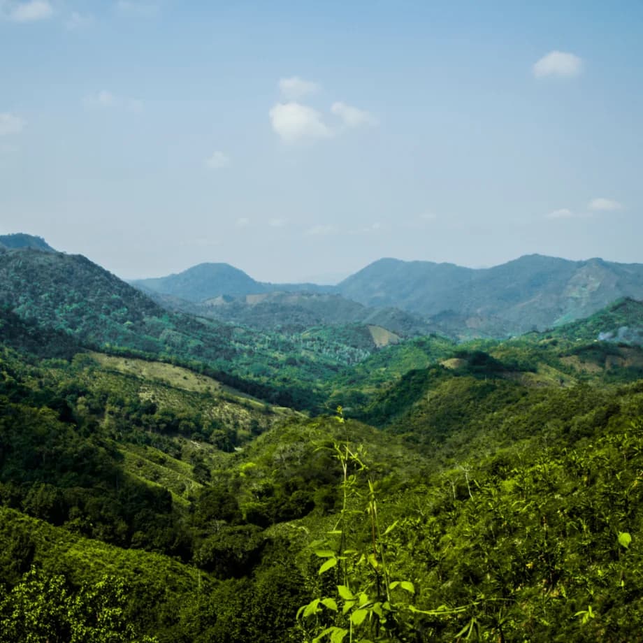 Entwicklung Organisations- Strategie Natur- und Umweltverbände